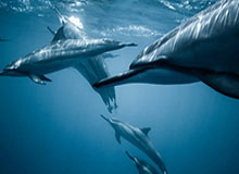 世界杯官方会员-【欧国联】维纳尔杜姆2球 荷兰3-1波黑送对手降级